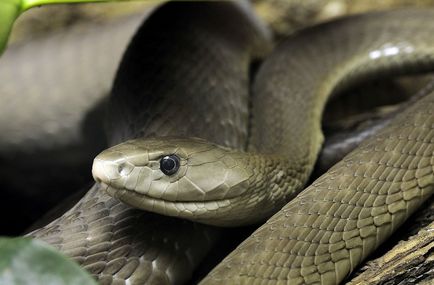 Fekete Mamba (55 fotó) tű kígyó mehelya capensis, Afrika a leginkább mérgező, fehér és zöld