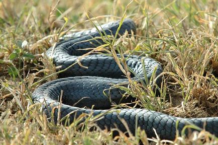 Fekete Mamba (55 fotó) tű kígyó mehelya capensis, Afrika a leginkább mérgező, fehér és zöld