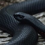 Fekete Mamba (55 fotó) tű kígyó mehelya capensis, Afrika a leginkább mérgező, fehér és zöld