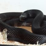 Fekete Mamba (55 fotó) tű kígyó mehelya capensis, Afrika a leginkább mérgező, fehér és zöld