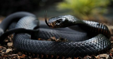 Fekete Mamba (55 fotó) tű kígyó mehelya capensis, Afrika a leginkább mérgező, fehér és zöld