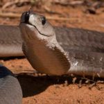 Fekete Mamba (55 fotó) tű kígyó mehelya capensis, Afrika a leginkább mérgező, fehér és zöld