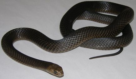 Fekete Mamba (55 fotó) tű kígyó mehelya capensis, Afrika a leginkább mérgező, fehér és zöld