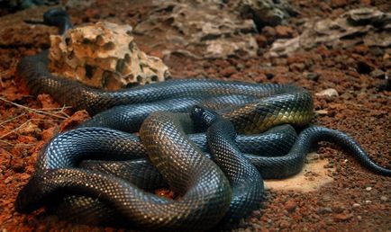 Fekete Mamba (55 fotó) tű kígyó mehelya capensis, Afrika a leginkább mérgező, fehér és zöld