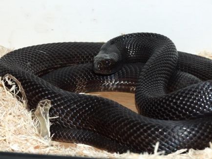 Fekete Mamba (55 fotó) tű kígyó mehelya capensis, Afrika a leginkább mérgező, fehér és zöld