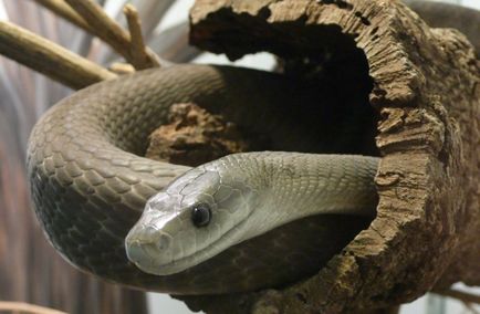 Fekete Mamba (55 fotó) tű kígyó mehelya capensis, Afrika a leginkább mérgező, fehér és zöld