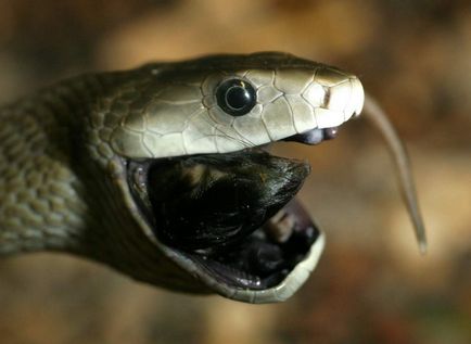 Fekete Mamba - mérges kígyó, fekete száj
