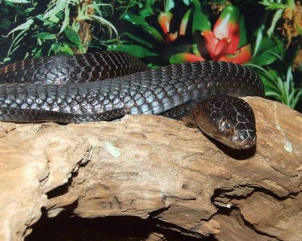 Fekete Mamba - mérges kígyó, fekete száj