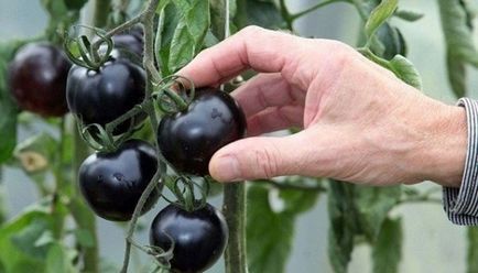 Fekete paradicsom - fokozatú, leírás, termesztés saját kezűleg