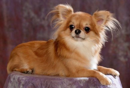 Chihuahua leírása a fajta, a takarmányozás és gondoskodó