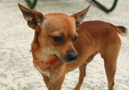 Chihuahua leírása a fajta, a takarmányozás és gondoskodó