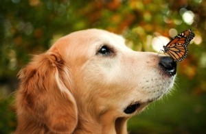 Mi van, ha talált egy kutya ápolás titkok otthon
