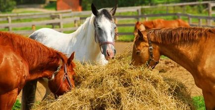 Hogy a lovak eszik egy diéta a vadon élő és háziasított lovak