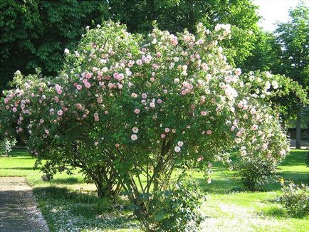 Ez egy ilyen látvány - parkfenntartás szabályzat rózsák, ültetés és fajta termesztése, fotók