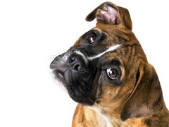 Hogy szükség van tudni, hogy a kezdő kutya tenyésztő - kutyákkal - Állati - a telek