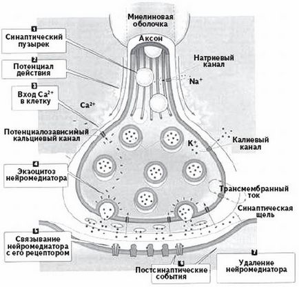 Mi a szinapszis - meghatározása, szerkezet, szinapszis szerepet idegrendszer szerkezete