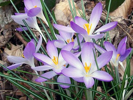 Crocus virágok - ültetés és ápolás a kertben, fotó krókuszok, sáfrány termesztése - amikor ásni és