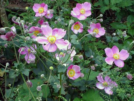 Anemone flower - ültetés és gondozás, fotó rózsák, rózsák termesztése és kökörcsin faj koronás,