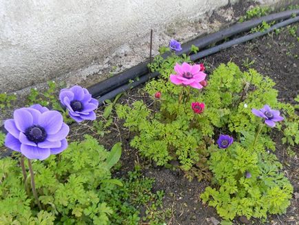 Anemone flower - ültetés és gondozás, fotó rózsák, rózsák termesztése és kökörcsin faj koronás,