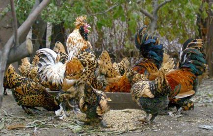 Dekoratív csirkék - etetés és gondozás, kistestű