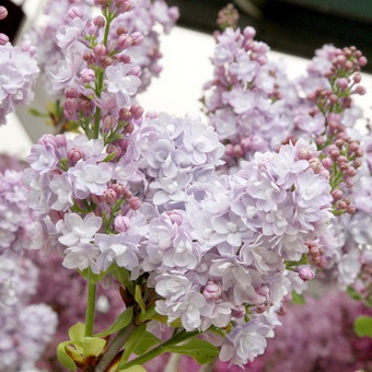 Dísznövény cserje lila fényképét, nevét, leírását fajták és fajok lila, ültetés és gondozás