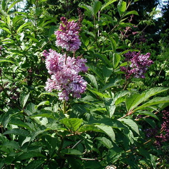 Dísznövény cserje lila fényképét, nevét, leírását fajták és fajok lila, ültetés és gondozás