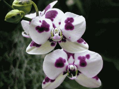Phalaenopsis orchidea otthon - ápolási otthon