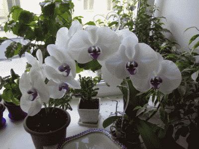 Phalaenopsis orchidea otthon - ápolási otthon