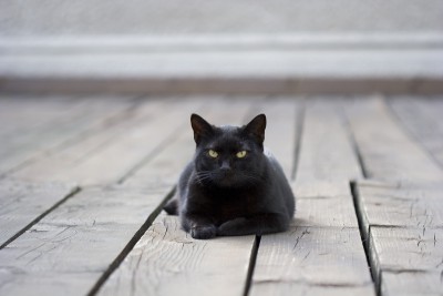 Ha a macska jött egy jel (jön) otthon Ha a macska jött, hogy írja alá a házban