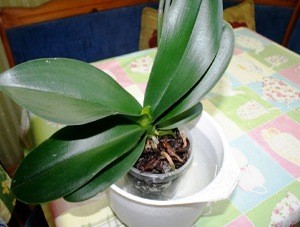 Phalaenopsis ellátás otthon, miután a boltban (orchidea)