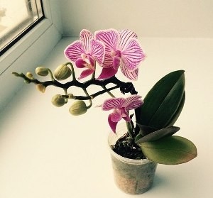 Phalaenopsis ellátás otthon, miután a boltban (orchidea)