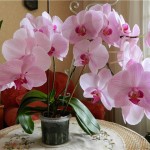 Phalaenopsis ellátás otthon, miután a boltban (orchidea)