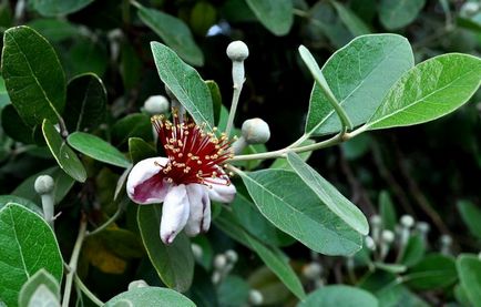 Feijoa - hogyan nőnek az otthoni, megfelelő ellátás