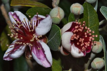 Feijoa - hogyan nőnek az otthoni, megfelelő ellátás