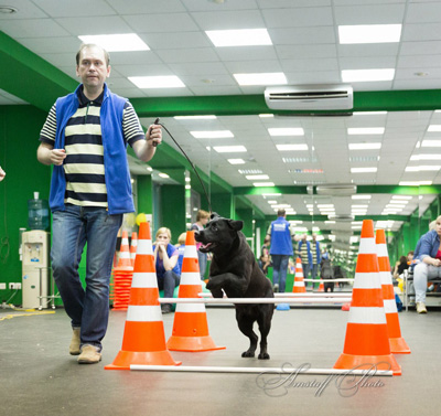 Fitness kutyák zootsentr - a legjobb