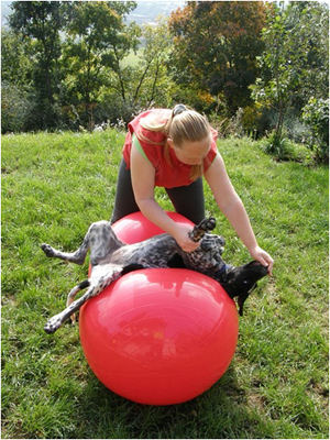 Fitness kutyák zootsentr - a legjobb