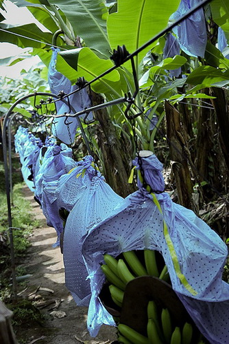 Photofact mind termesztett és betakarított banán