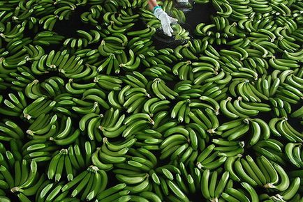 Photofact mind termesztett és betakarított banán
