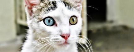 Heterochromiát vagy miért a macska más szemmel