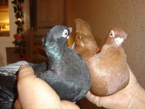A galambok a szaporodásuk, az otthoni és a párzási folyamat