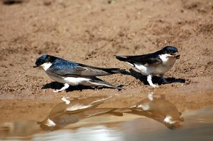 House Martin, tölcsérek (Delichon urbicum) House Martin, mező jelei jellegű terület