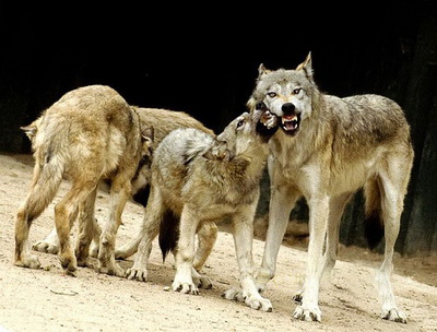 Érdekes - a teljes igazságot a farkasok