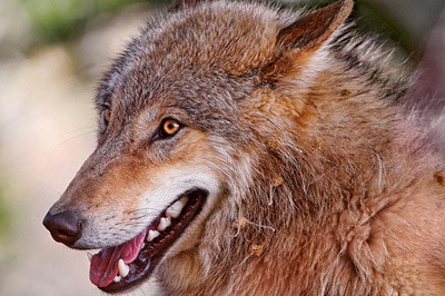 Érdekes - a teljes igazságot a farkasok