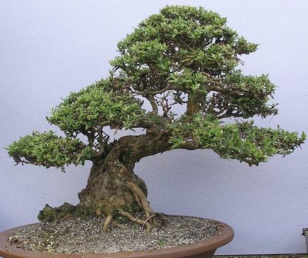 Mesterséges bonsai annak kezét lépésről lépésre fotókkal, a mester osztály, hogyan lehet a legrészletesebb