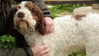 Spanyol Water Dog fotók, fajta leírás