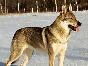 Melyek a kutyafajták, hasonló farkasok és típusok