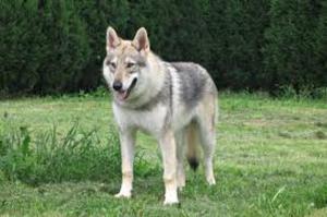 Melyek a kutyafajták, hasonló farkasok és típusok