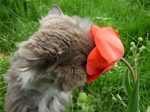 Milyen növények, mint a macska, elegáns macska