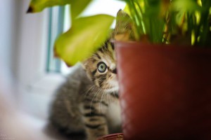 Milyen növények, mint a macska, elegáns macska
