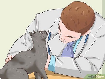 Hogyan lehet megszabadulni a macskák